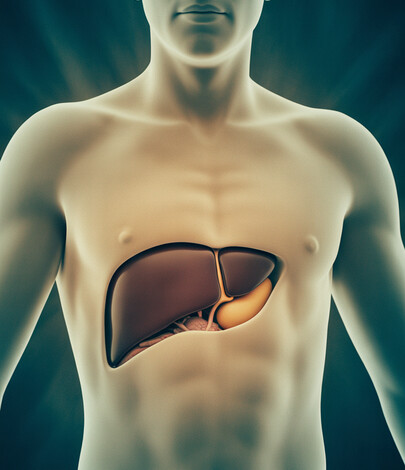 Anatomical illustration of the torso highlighting the liver, used to visualise visceral adipose tissue around internal organs